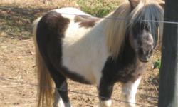 Flashy Black & White Registered Miniature Stallion for sale. Proven Breeding Sire. He is easy to catch He will come to you. He eats out of your hand.. Must have an open running shed or barn. Mr. Splash is a good boy. He is intelligent, responsive and