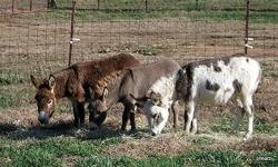 Several very nice, excellent bloodline, registered and micro chipped miniature donkeys for sale. Gentle and friendly people loving .
Several different colors and ages to choose from. Foaling starting in April.
These donkeys make great pets for children