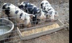 Registered Myotonic/Fainting Goats For Sale.
Various ages available now and kids being born soon.
Feel free to check out available goats and goats due to kid on my website http://www.solisoccasusvilla.com/ .
Now accepting deposits for upcoming kids.