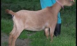 We have a beautiful show quality doe available . Lilly has had one kid crop and did great birthing.
She milks great too.
We have to cut back and are letting her go for a great price to a loving home.
Take advantage of this offer.
Pictures are of our other