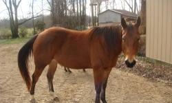 Flashy Bay Mare, 8 years old, proven. Docile and easy to handle , clips, loads and is up to date on all vacs. Has been ridden, just needs to be tuned up. Excellent bloodlines, " Zans Living Legend, Miss Fancy Tee, Zips Chocolate Chip.
Registered as "Zips