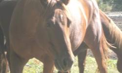 Mare: ?VA Dust In The Wind? ? AQHA / 92% NFQHA ? Foaling Date: 06/17/2004 - Sorrel - http://www.allbreedpedigree.com/va+dust+in+the+wind - $1000.00
?Windy? is a mare that I made, so she has been here her entire life.
*She has never been injured; but,