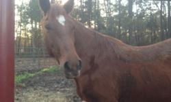 18 year old registered quarter horse mare. J lo is trained for cutting team penning or sorting. She was trained by jimmy Orwell. Doc bar grand daughter. She is ready to go to work. Anyone can ride. Perfect horse for a teenager to start hauling to local