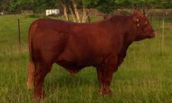 Registered Red Brangus Bulls For Sale
Registered with the International Red Brangus Breeders Association
17 months old
Fertility Tested - Ready to go to work!
3/8 Brahman 5/8 Angus
$4,000 each
Proven Genetics!
Serious inquiries only.
Call 979-203-3300