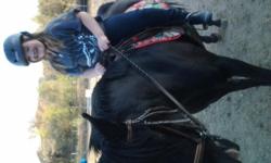 Registered Black Arabian Mare, 14 Hands, Gymkhana trained, sound. Great for a child or small adult. Very sweet and willing. Clips, Ties, Trailers. This is my 10 year old daughter's horse. She has ridden Chayla for the past three years but has lost