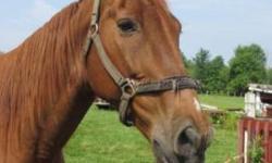 Beautiful registered Tennessee walker gelding. Daughter grown with children of her own, and doesn't have time for him anymore. She broke him herself when she was 16; gentle and acts more like a big dog. Want to see him go to a good home to someone that