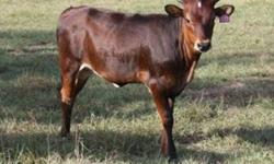 Lindsey Leigh is a beautiful longhorn cow, only 7 years old with a nice horn set. Gentle and will dress up your property. Recently had a new colorful bull calf. Sold as a pair.