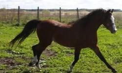 2 yr. old bay Registered Welsh Pony gelding. Lovely flat mover. Balanced, superb conformation, and beautiful pony head. Up to date on vaccinations and worming. Halter broke and ties. Has a great temperament. Beautifully bred pony from imported bloodlines.