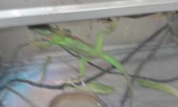 Arrieros Pet Shop now has iguans, turtles and meal worms... call or visit us :
9531 Jamacha Blvd. Spring Valley, CA 91977 or call 619-434-3207