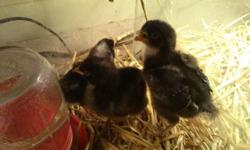 We have mixed breed chicks
for sale 3.00 each
Rhode bar / Barred rock crossed
please call 270-531-2518 for more info