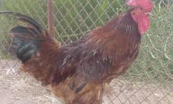 I have a beautiful rhode island red rooster that I do not need, as I already have another rooster. He is a great rooster. I would like to find a home for him soon! I am asking $15. I also have a barred rock rooster who is a big rooster and will do a great