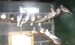 I have aprox 20 ring neck doves. They are Pieds, cinnamon violet necks and 1 white. They are unsexed but I know for sure they are several breeding pairs. Selling due to the fact I have way to many birds. All healthy and have been de wormed and have had a