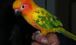 hello i have some birds for sale
quaker $400 a pair.
Pineapple conure $300 a pair.
sun conure $350
ringneck yellow female $350 for more info please call to 631 639 5426.