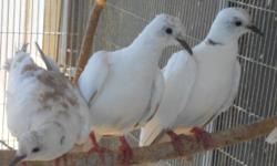 3 pied ringneck doves,3 brown ringneck doves not tame,outdoor raised all 6 doves for $20.
please bring a carrier.
I will only meet in a public area.
call or text 602-614-5287 if no answer please leave a voice mail.