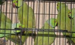 if you are looking for a very smart hand fed cheap small size parrot, that has the abilaty to talk clearly with a wide vocablary and if you don't believe it look it up on youtube, just type talking ringneck parrot or copy and paste these links in and wach