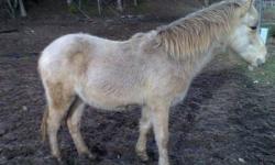 20 month old , sire was a rocky mtn. dame was a pony, about 40" now, should be gaited, cho or buckskin or ?