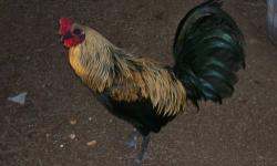 hi i have a 11 month hatch/kelson rooster for sale for information please give me a call 714)925-1130 mario