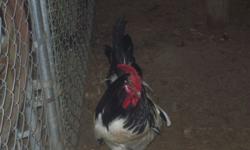 WE HAVE 2 ROOSTERS AND NEED TO SELL ONE.-$20.00