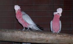 pair of rose-breasted cockatoo proven pair will sit but I pull the eggs at 20 days excellent feathers 2000.00 fim call 904-813-9750 no emails or texting