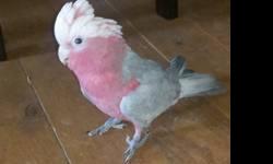 He is approximately 10 months old and needs a good home. I have a 5 month old who takes up the majority of my time along with a number of other animals, so I can't give him all the attention he needs. He is a very sweet bird once he gets to know you,