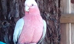 Male Rose Breasted Cockatoo. he is very friendly, good plumage.
He is 5years old, he talk, he say what are you doing, hi, hello, i love you, pretty birds. he dance etc. Asking $999 for him and his cage. price is firm
interest person reply only. will not