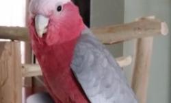 I need to find a new home for my very sweet and special rose breasted cockatoo. Galah cockatoo. I have tried to make it work, but I realize I am the wrong home for this wonderful, gentile, smart cockatoo. I will not let her go to just anyone. I do not