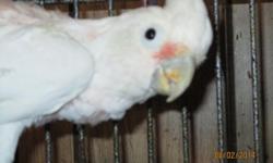 PAIRS OF BREEDER ROSEBREASTED COCKATOOS FOR SALE. $1400./pair. ALL BEAUTIFUL BIRDS. 5/6 years old, excellent feather, housed outdoors, on good diet. Located in Sacramento, CA. No shipping. Need to make room for other birds now.