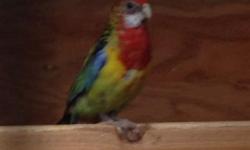 I have 2 rosellas for sale 1 golden mantled $140and 1 pale hade $160
This ad was posted with the eBay Classifieds mobile app.