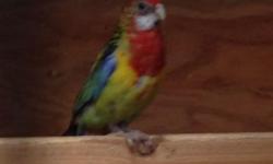 I have 2 rosellas for sale 1 golden mantled for $140 and 1 pale haed for 160 (916)346-1126
