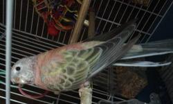 Young Rosey Bourke Parakeet for sale.
Unsexed, but think its a female.
Allergies force us to rehome.
Comes with 2 cages and all accessories needed.
Born January 2013
Can be handled, never bites. Just shy.
If interested call
414-687-0188