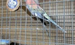 I have pretty nice Rosie bourket grass parakeets split spangled ready to breed and young if you are interested please call me at 310-844-5287 thanks