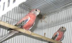 About 2-Year Old Adult Male and Female Rosy Bourke's Parakeets for sale @ $85 each.
Call George @ 951-805-1929.