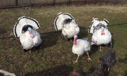 4 Tom turkeys available hatched spring 2014 (1 year old)