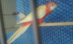 I'm selling Rubino Rosella 7 months old semi tame good healthy , for $310 TEXT 714-683-4359 cell thanks.