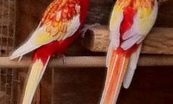 selling for a friend
Rubino Rosella Pair
male and female
$700
Serious inquiry only
Pls call if ready to buy.
Thanks
510-705-3214
This ad was posted with the eBay Classifieds mobile app.