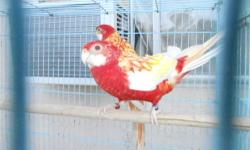 I HAVE ONE PAIR OF RUBINO ROSELLAS IN FULL COLOR AND PERFECT FEATHERS FOR MORE INFO PLEASE CALL (619)249-9831 THANK YOU