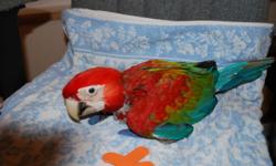 Chilies are 2nd Generation Ruby Macaw babies. Hand fed, raised in our home. We've had parents for 8 years, and have more eggs hatching out now. Have references on previous babies if wanted. Main picture is the three youngest babies that we have left