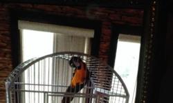 5 years old tame macaw with cage, talks.
This ad was posted with the eBay Classifieds mobile app.