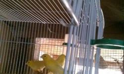 Hi I have 8 yellow russian canaries for sale I am asking $80 each or $500 for all please call me for more information
