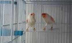 I have 6 Russian female canaries for sale. I am a canary breeder and these birds are from great stock. Price is $100 per female. Please contact me at (916) 804-1400.
I live in El Dorado Hills which is close to Sacramento.