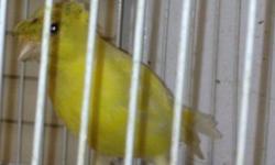 Russian Canaries ready to breed for sale