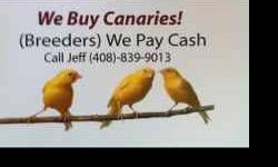 I need 20 young Russian canaries (2013 birds) for breeding next year. Willing to pay $60 each for yellow or white. (20 young birds for $1,200)
Please email if you have a deal for me.---Thanks!
