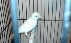Russian crested canaries sore sale
white, yellow and green