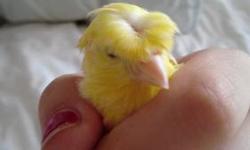 I have pure breed Russian canaries. some crested, all ages. Young and adults. Male and female. All colors. the males are singing. no shipping. call 347563-1626