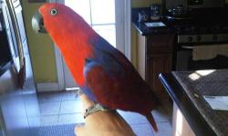 Beautiful hand tame eclectus parrot. She is about 4 years old in great shape and does not pluck. Comes with a large cage that's easily worth 100-200 dollars.
850 w/ cage
800 without
