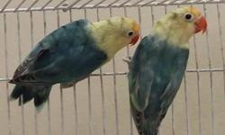 I have parblue lovebirds contact 305-345-8829