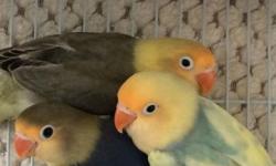 I have lots of beautiful Sable Yellowhead lovebirds and Yellowhead bar blue White Head sables
This ad was posted with the eBay Classifieds mobile app.
