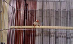 I have a male zebra finch that I am parting with for a small rehoming fee of $10 to a GOOD home.
He is about 9 months old, healthy, and has a unique song. Would make a great pet or in a breeding program some very inyeresting markings chicks.
I am ONLY