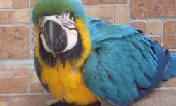 I am in the process of selling a baby blue and gold macaw. This baby is not DNA tested so the gender is unknown.
PRICE $1000
Baby is 5 weeks old and is still being hand fed. If you would like to hand feed I can teach you how to hand feed, handle and care