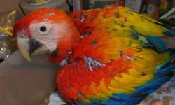 I have a baby scarlet macaw for sale asking $1400. The baby is friendly and is currently being hand fed. The baby is not DNA tested so the gender is unknown at this time.
If you are interested you can contact me:
call/text 347-231-3031